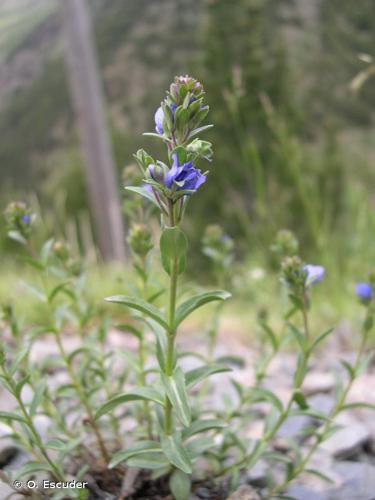 <i>Veronica fruticans</i> Jacq., 1762 © O. Escuder