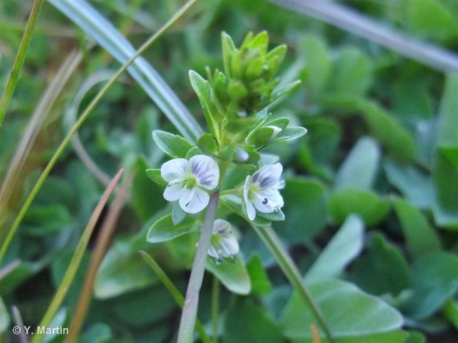 <i>Veronica serpyllifolia </i>L., 1753 subsp.<i> serpyllifolia</i> © 