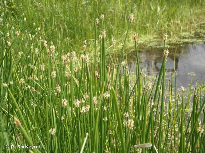 <i>Eleocharis palustris</i> (L.) Roem. & Schult., 1817 © P. Rouveyrol