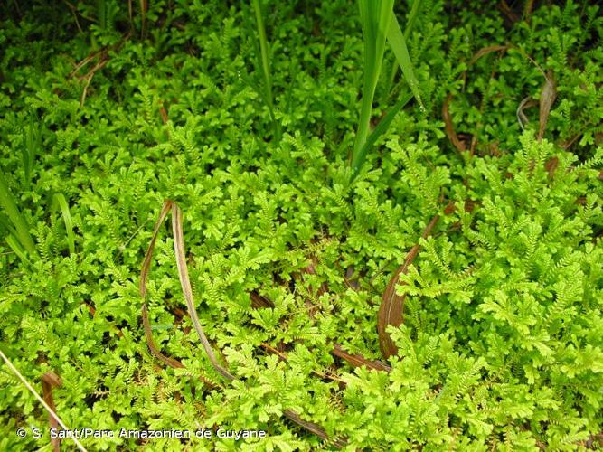 <i>Selaginella kraussiana</i> (Kunze) A.Braun, 1860 © S. Sant/Parc Amazonien de Guyane