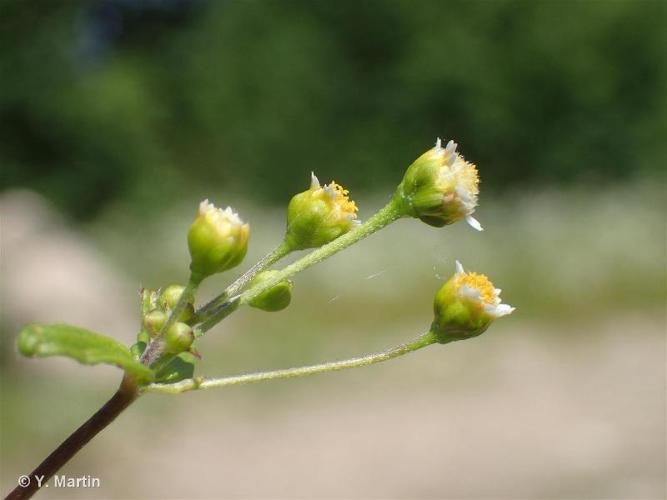 <i>Galinsoga parviflora</i> Cav., 1795 © 