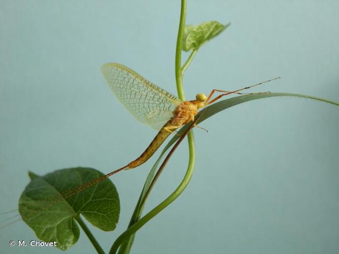 <i>Potamanthus luteus</i> (Linnaeus, 1767) © M. Chovet