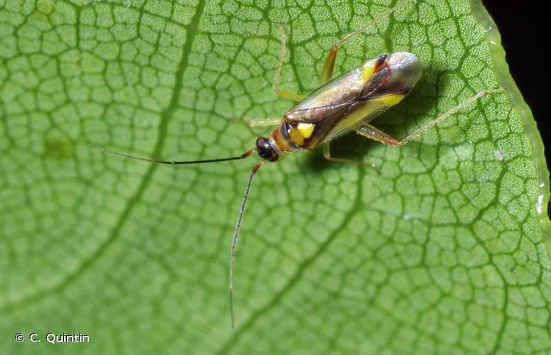 <i>Campyloneura virgula</i> (Herrich-Schäffer, 1835) © C. Quintin