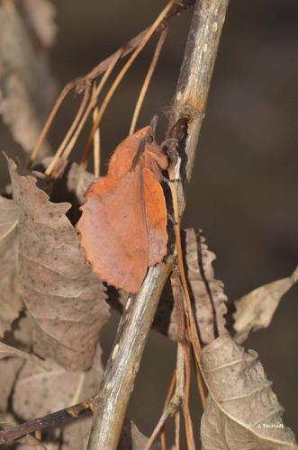 <i>Gastropacha quercifolia</i> (Linnaeus, 1758) © J. Touroult