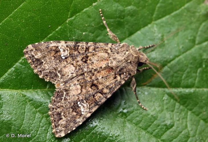 <i>Mamestra brassicae</i> (Linnaeus, 1758) © D. Morel