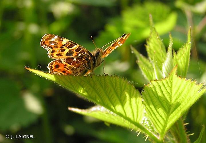 <i>Araschnia levana</i> (Linnaeus, 1758) © J. LAIGNEL