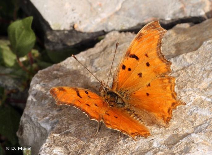 <i>Polygonia egea</i> (Cramer, 1775) © D. Morel