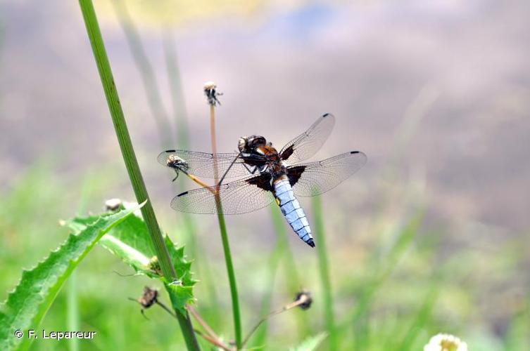 <i>Libellula depressa</i> Linnaeus, 1758 © F. Lepareur