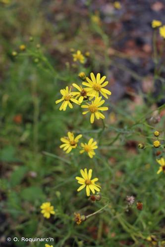 <i>Senecio inaequidens</i> DC., 1838 © O. Roquinarc'h