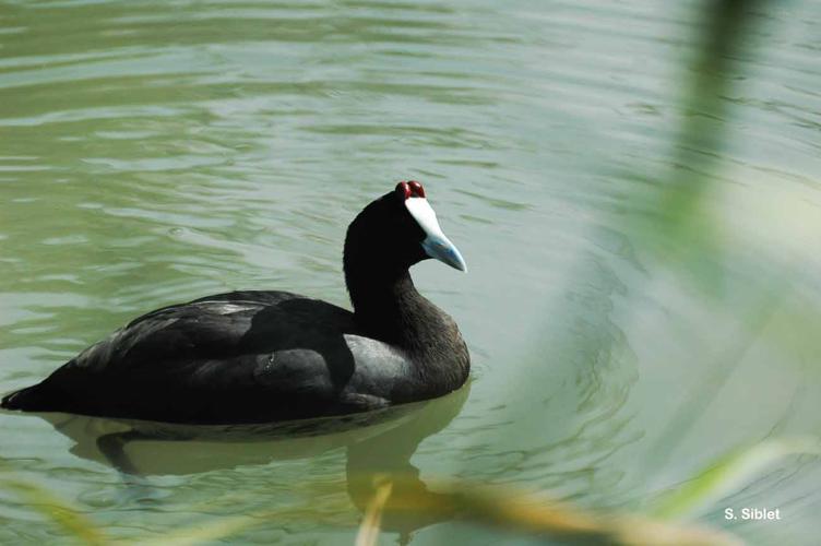 <i>Fulica cristata</i> Gmelin, 1789 © S. Siblet