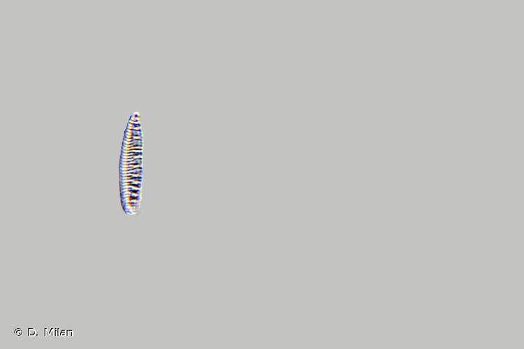<i>Denticula elegans</i> Kuetzing, 1844 © D. Milan