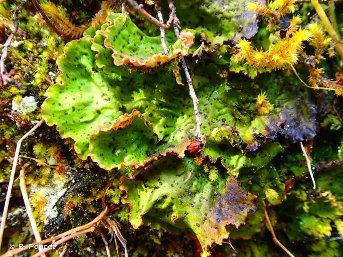 <i>Peltigera aphthosa</i> (L.) Willd., 1787 © A.-H. Paradis & R. Poncet