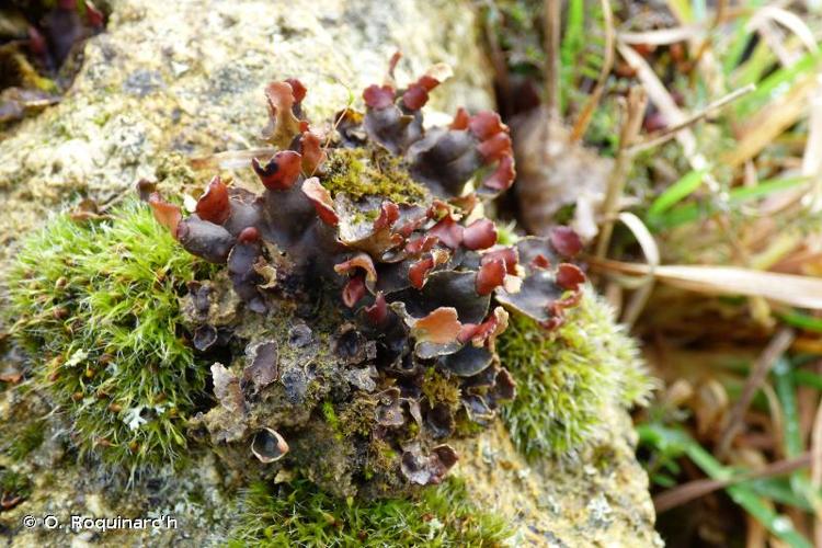 <i>Peltigera didactyla</i> (With.) J. R. Laundon © O. Roquinarc'h