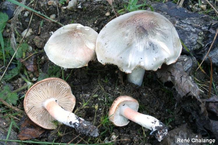 <i>Tricholoma boudieri</i> (Barla) Barla © R. Chalange