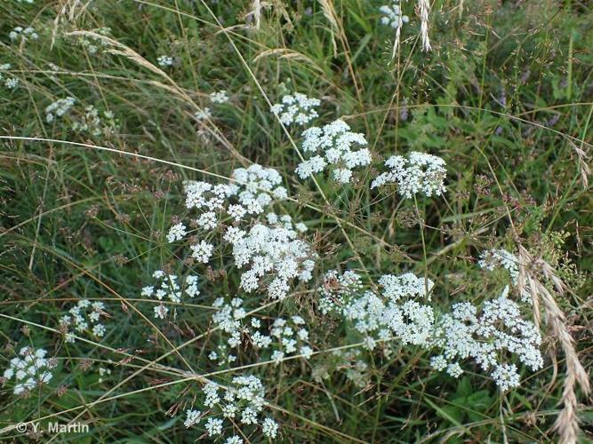 <i>Pimpinella saxifraga </i>L., 1753 subsp.<i> saxifraga</i> © 