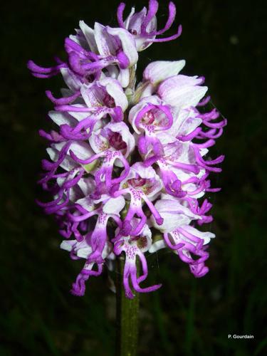 <i>Orchis simia</i> Lam., 1779 © P. Gourdain