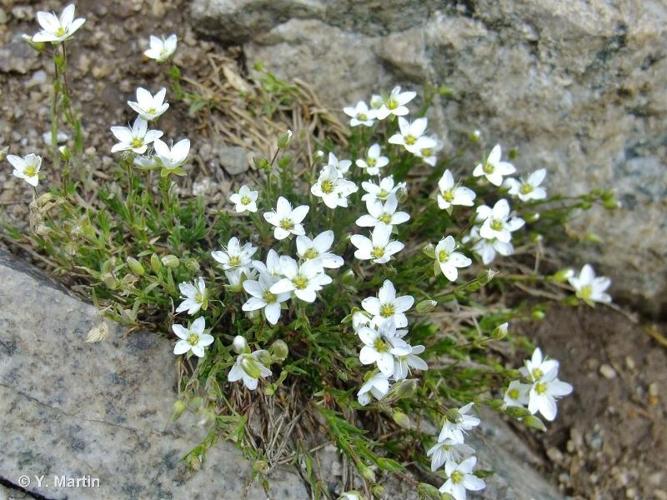 <i>Minuartia verna </i>(L.) Hiern, 1899 subsp.<i> verna</i> © 