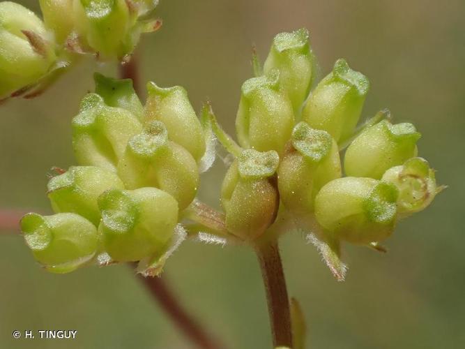 <i>Valerianella dentata</i> (L.) Pollich, 1776 © H. TINGUY