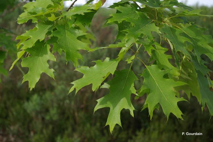 <i>Quercus rubra</i> L., 1753 © P. Gourdain