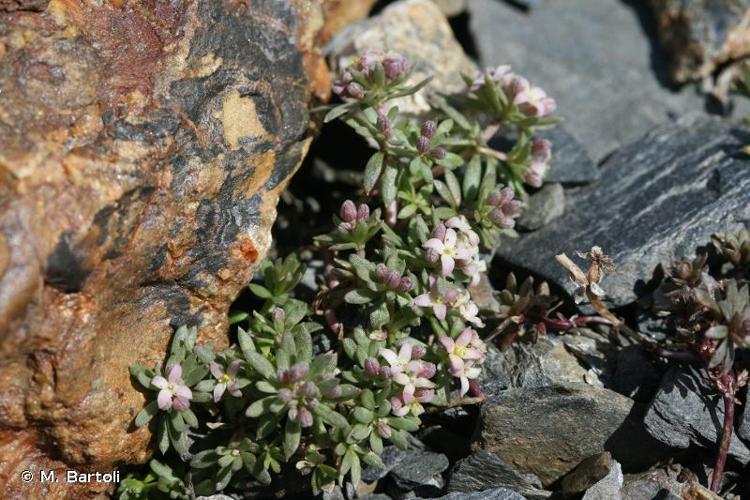 <i>Galium cometorhizon</i> Lapeyr., 1818 © M. Bartoli